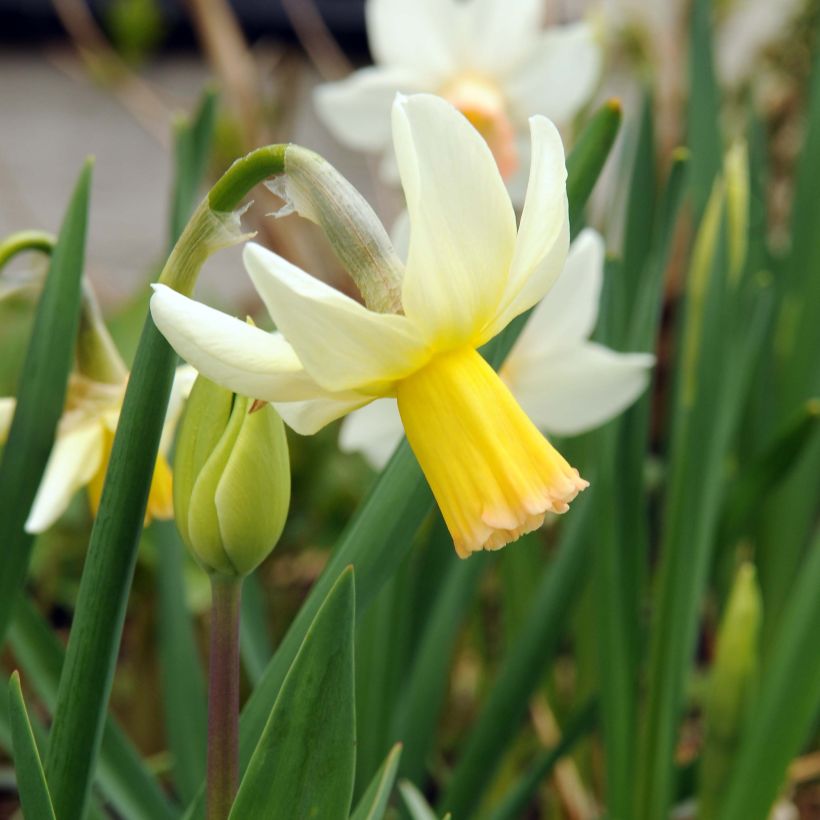 Narcissus cyclamineus Winter Walzer (Flowering)