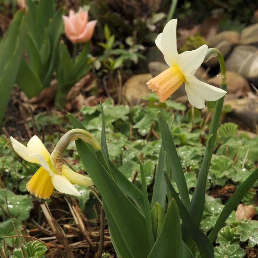 Narcissus cyclamineus Winter Walzer (Plant habit)