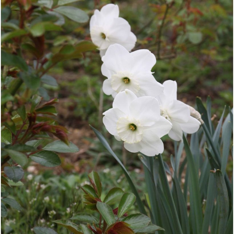 Narcissus Piper's End (Flowering)