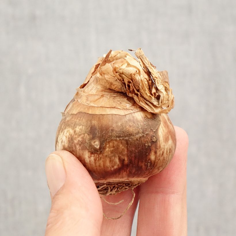 Exemplar von Narcissus Sélection Schryve Zwiebel Kaliber/Größe 12+ wie im Herbst geliefert
