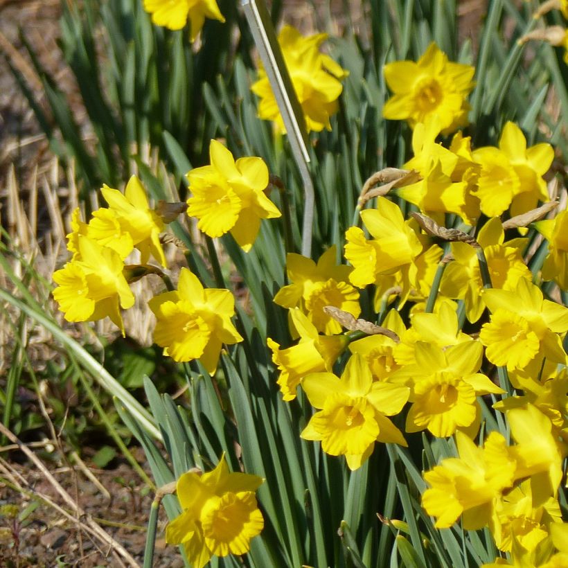 Narcissus pseudonarcissus Obvallaris (Plant habit)