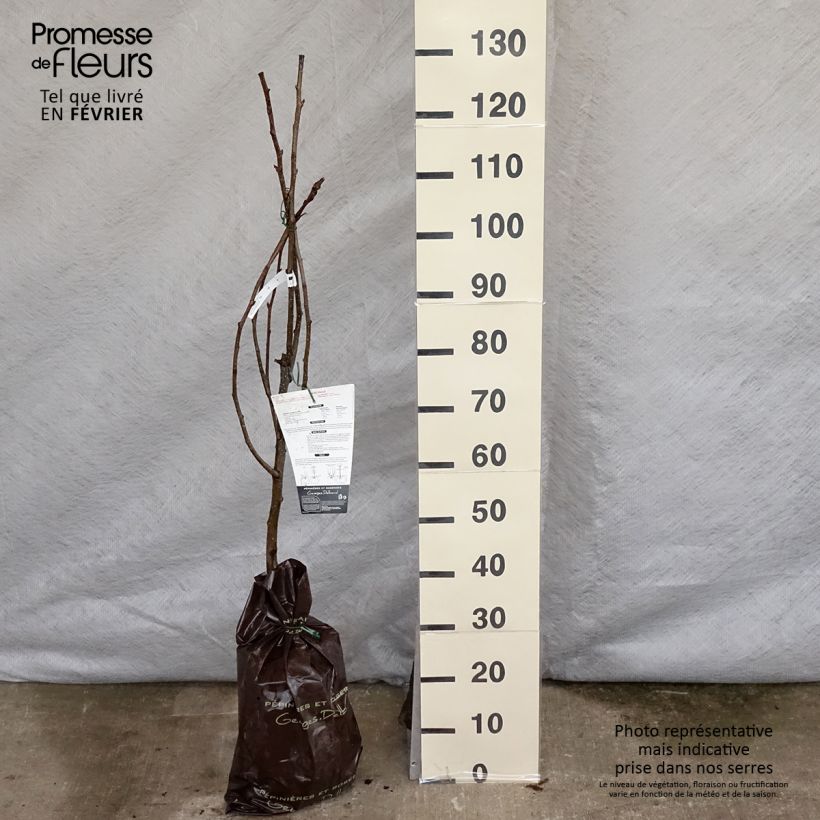 Exemplar von Nashi-Birne Hosui - Pyrus pyrifolia Plug "Fertig-zum-Pflanzen", Gobelet-Form wie im Winter geliefert