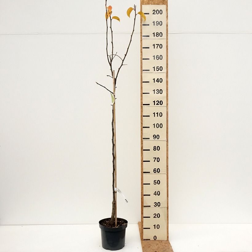 Exemplar von Nashi (Nashi peer) - Pomme-poire Pot de 7,5L/10L, Demi-Tige wie im Herbst geliefert