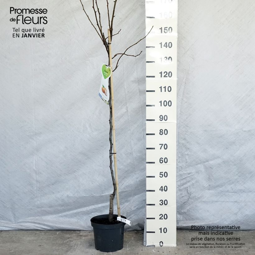 Example of Nashi-Birne Niitaka - Pyrus pyrifolia Topf mit 7,5L/10L, Halbstamm as you get in hiver