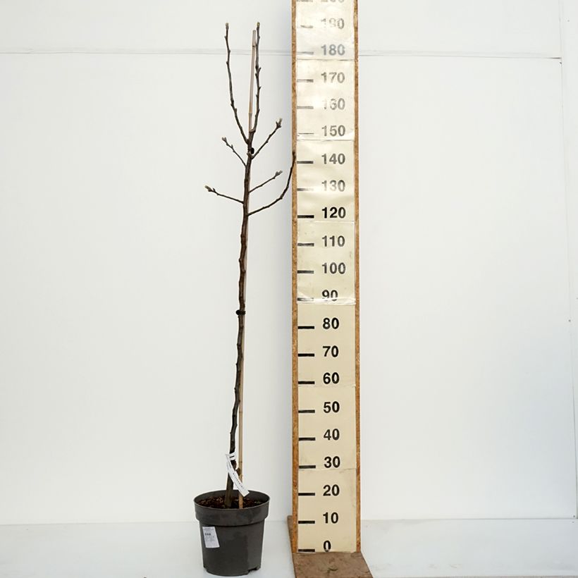 Exemplar von Nashi-Birne Nijisseiki - Pyrus pyrifolia Topf mit 7,5L/10L, Gobelet-Form wie im Winter geliefert