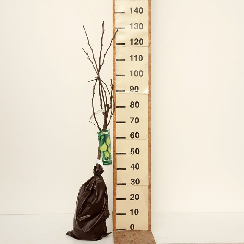 Exemplar von Nashi-Birne Shinsui - Pyrus pyrifolia Plug "Fertig-zum-Pflanzen", Gobelet-Form wie im Winter geliefert