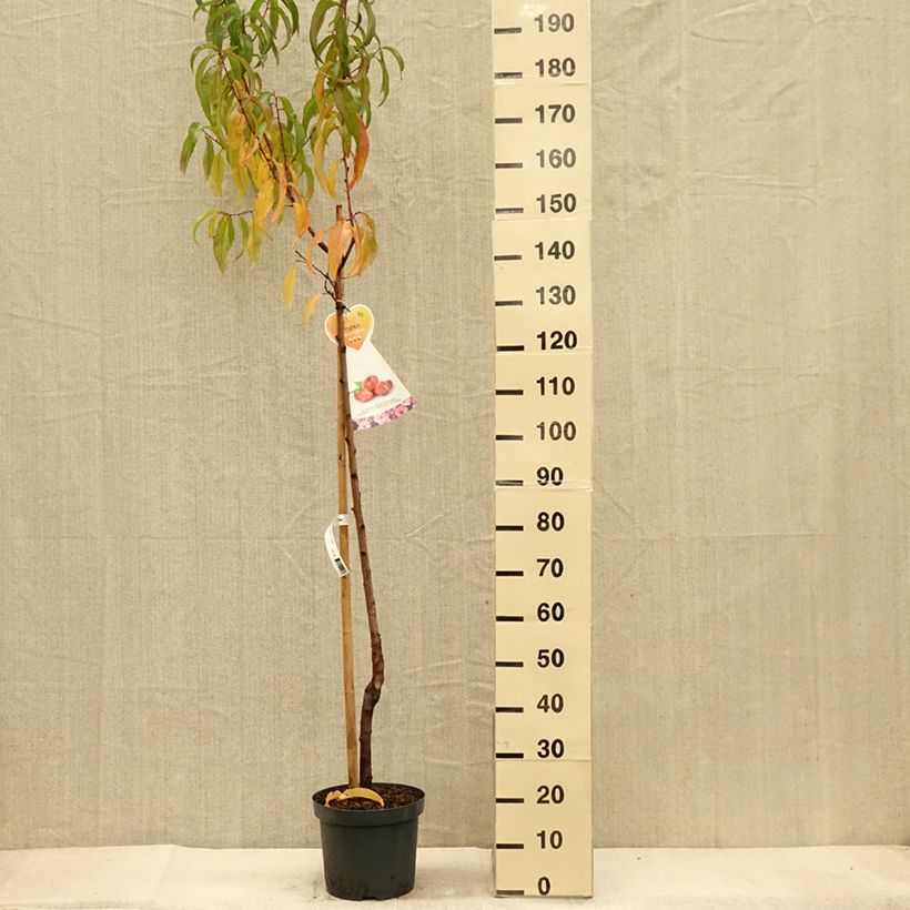 Example of Nektarine Flateryna - Prunus persica-nucipersica Topf mit 7,5L/10L, Halbstamm as you get in automne