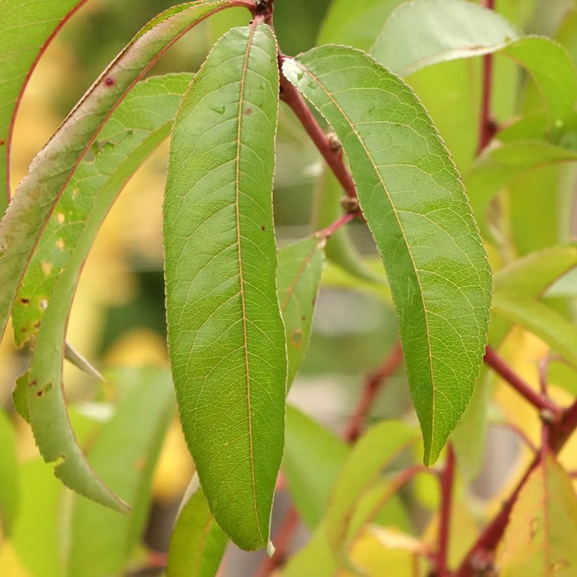 Nektarine Flateryna - Prunus persica-nucipersica (Foliage)