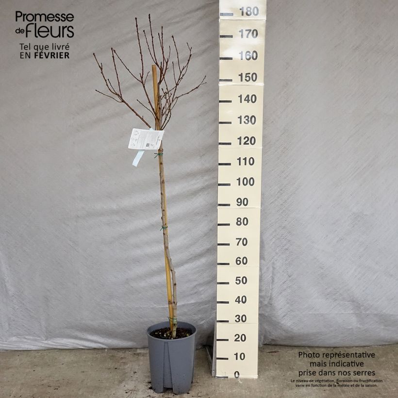 Example of Nektarine Fantasia - Prunus persica var. nucipersica Topf mit 7,5L/10L, Halbstamm as you get in hiver