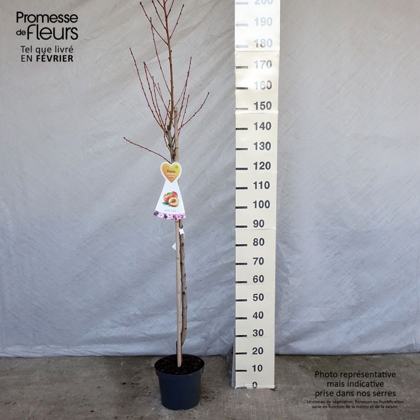 Exemplar von Nektarine Flavor Top - Prunus persica-nucipersica Topf mit 7,5L/10L, Halbstamm wie im Winter geliefert