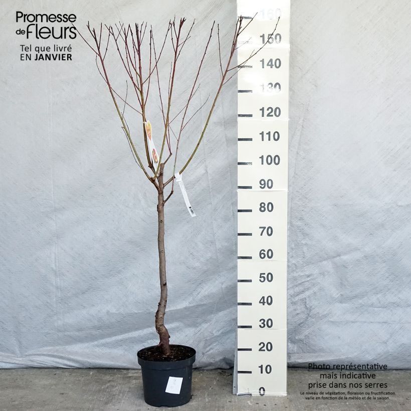 Exemplar von Nektarine Flavor Top - Prunus persica-nucipersica Topf mit 7,5L/10L, Gobelet-Form wie im Winter geliefert