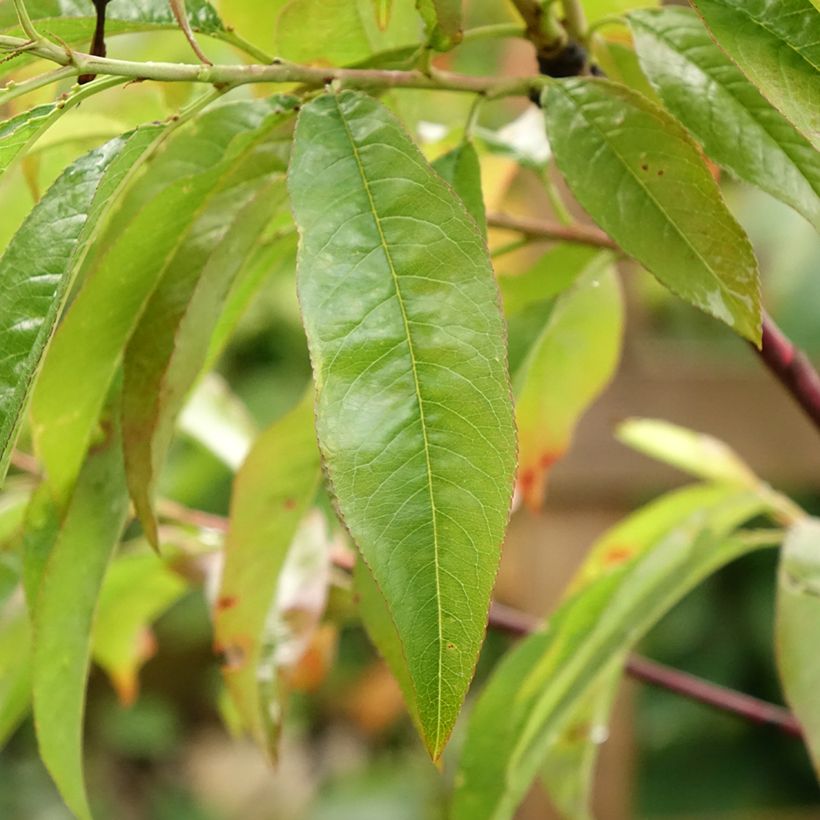 Nektarine Flavor Top - Prunus persica-nucipersica (Foliage)