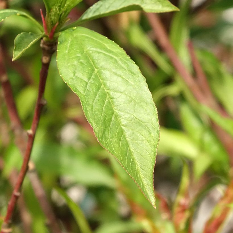 Nektarine Morton - Prunus persica (Foliage)