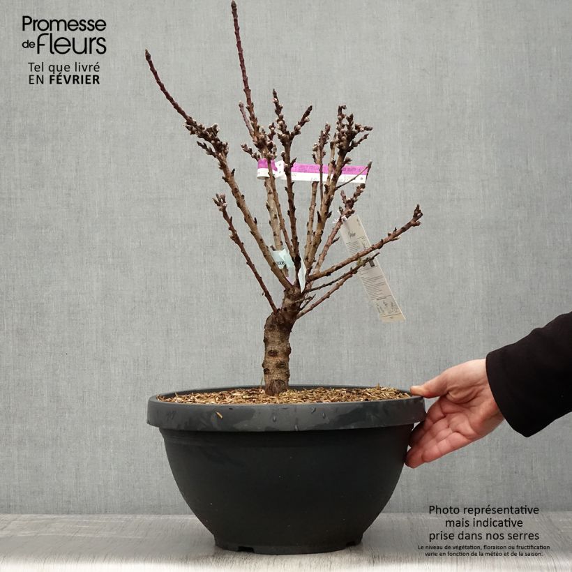 Exemplar von Nektarine Garden Beauty - Prunus persica Topf mit 6L/7L, Zwergform wie im Winter geliefert