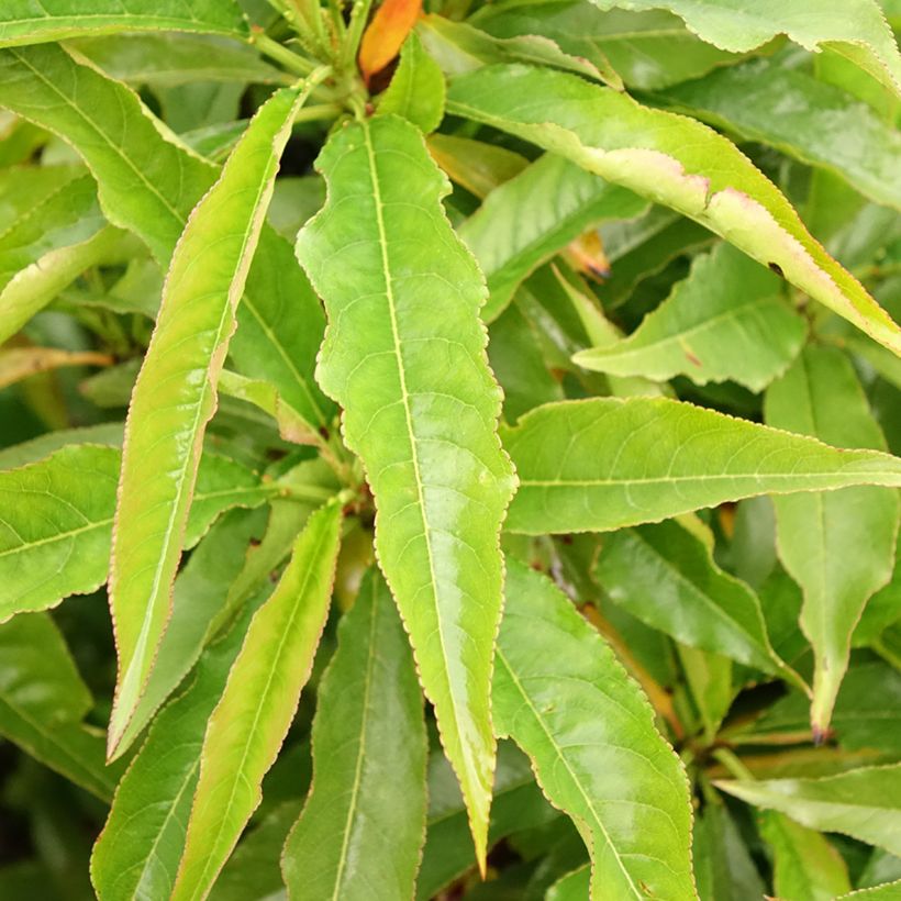 Nektarine Garden Beauty - Prunus persica (Foliage)