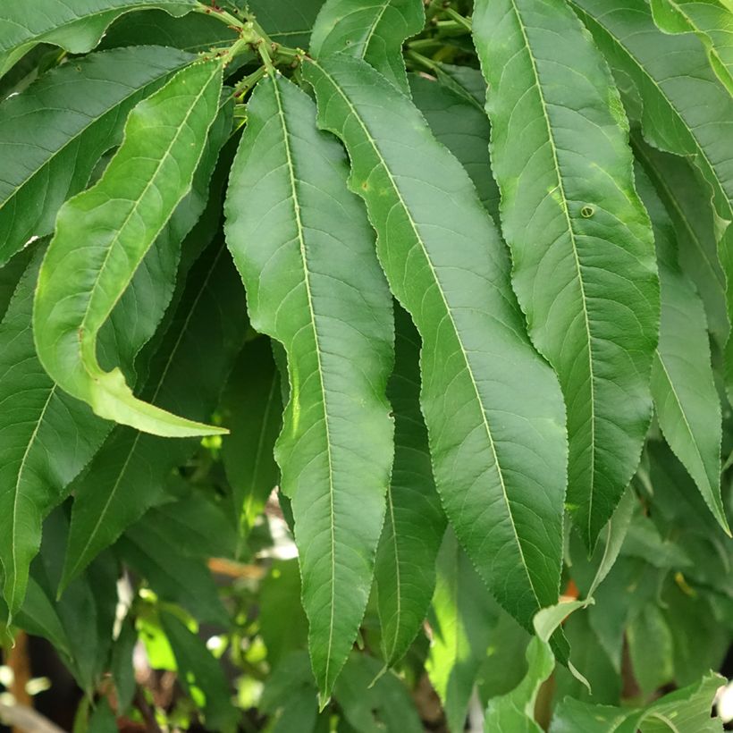 Nektarine Nectarella 'Zaidulab' - Prunus persica (Foliage)