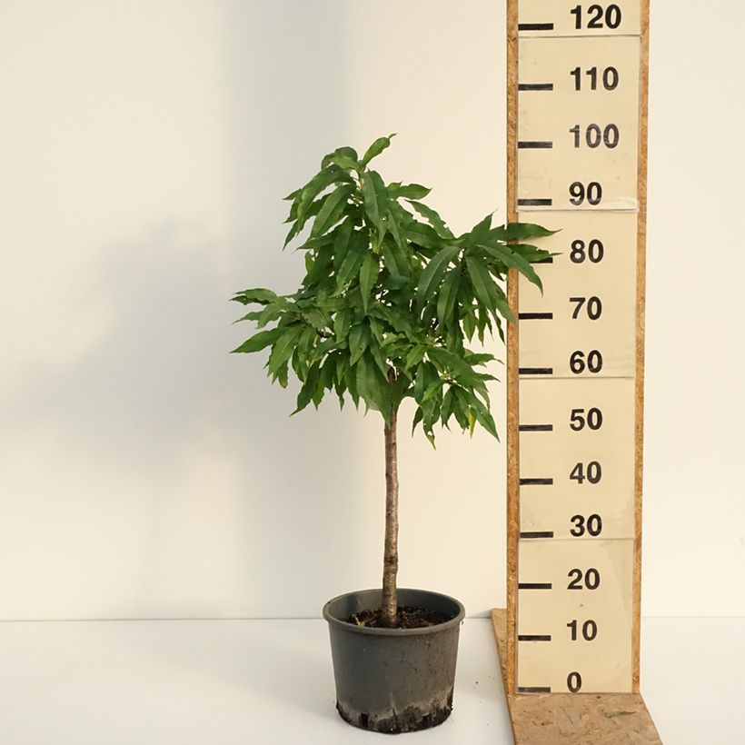 Example of Nektarine Nectarella 'Zaidulab' - Prunus persica Topf mit 7,5L/10L, 1/4 Stängel as you get in ete