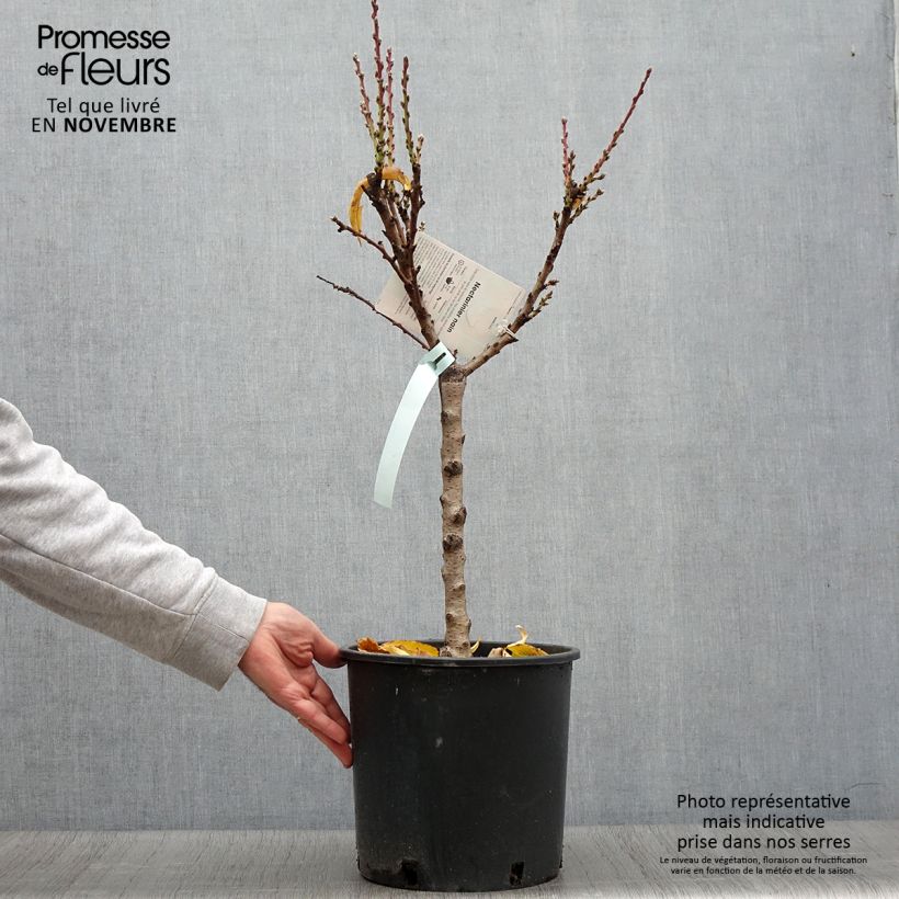 Example of Zwerg-Nektarine Rubis Necta Zee - Prunus persica Topf mit 7,5L/10L, Zwergform as you get in automne