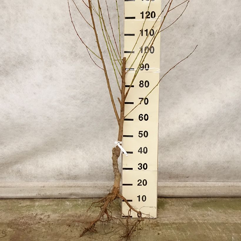 Example of Nektarine Nectared 6 - Prunus persica nucipersica Wurzelnackt, Gobelet-Form as you get in automne