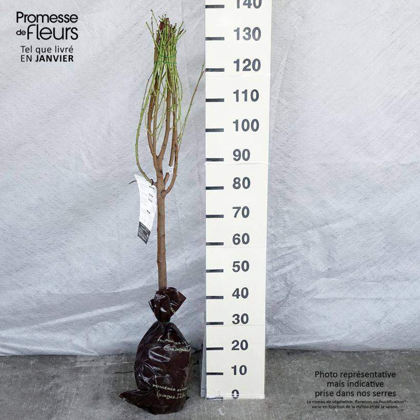 Example of Nektarine Mesembrine - Prunus persica Plug "Fertig-zum-Pflanzen", Gobelet-Form as you get in hiver