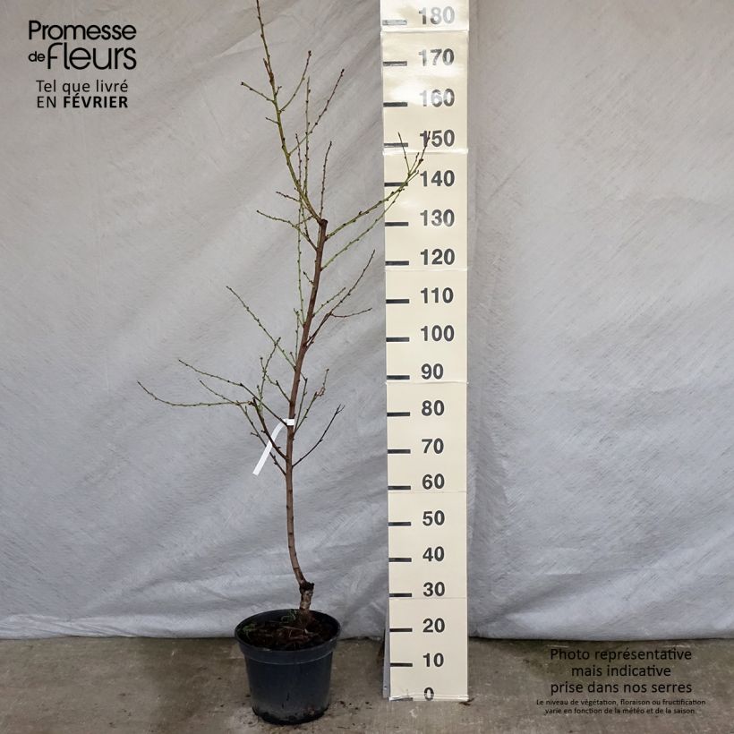Exemplar von Nektarine Nectarose - Prunus persica nucipersica Topf mit 7,5L/10L, Gobelet-Form wie im Winter geliefert