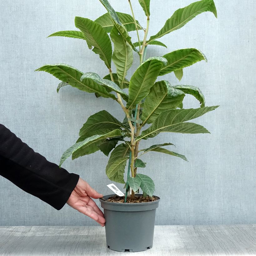 Example of Japanische Wollmispel - Eriobotrya x japonica Topf mit 3L/4L as you get in automne