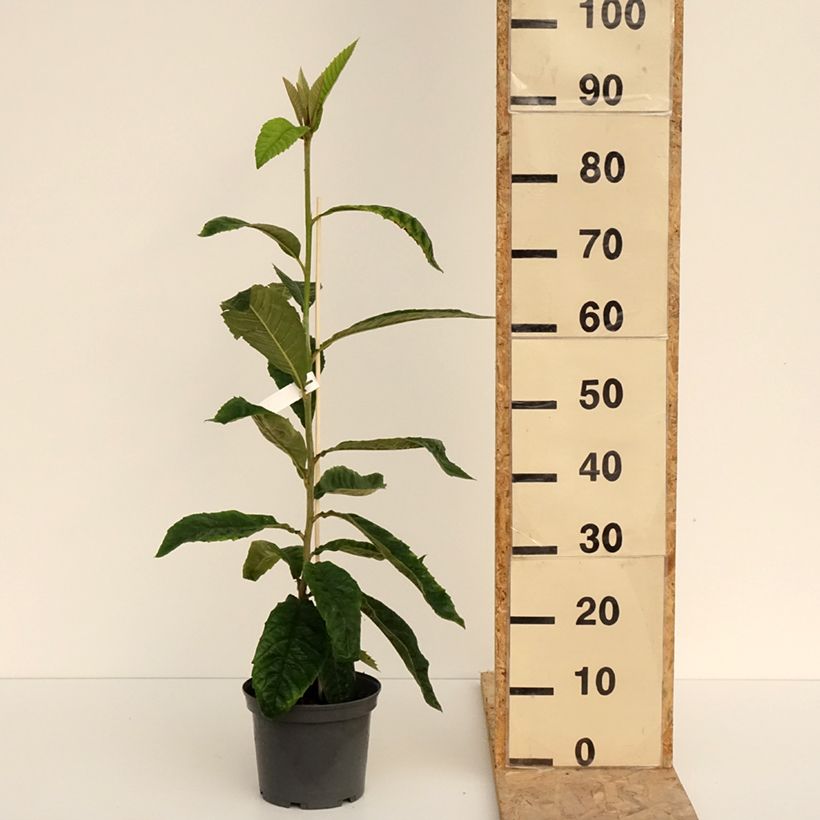 Exemplar von Japanische Wollmispel - Eriobotrya x japonica Topf mit 3L/4L wie im Frühjahr geliefert