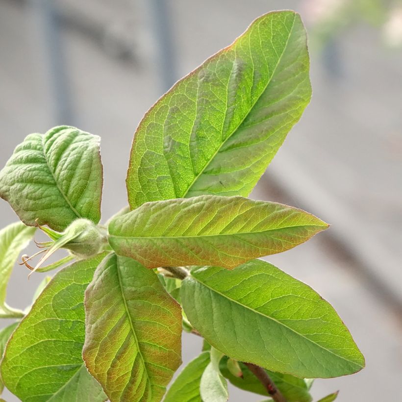 Echte Mispel Bredase Reus - Mespilus germanica (Foliage)