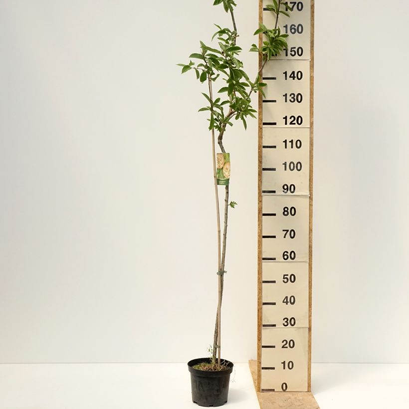 Example of Echte Mispel Bredase Reus - Mespilus germanica Topf mit 4L/5L as you get in printemps