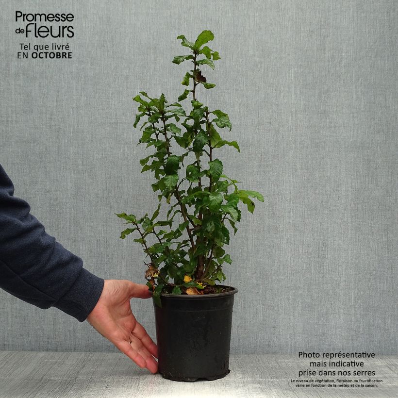 Example of Echte Mispel - Mespilus germanica Topf mit 2L/3L as you get in automne
