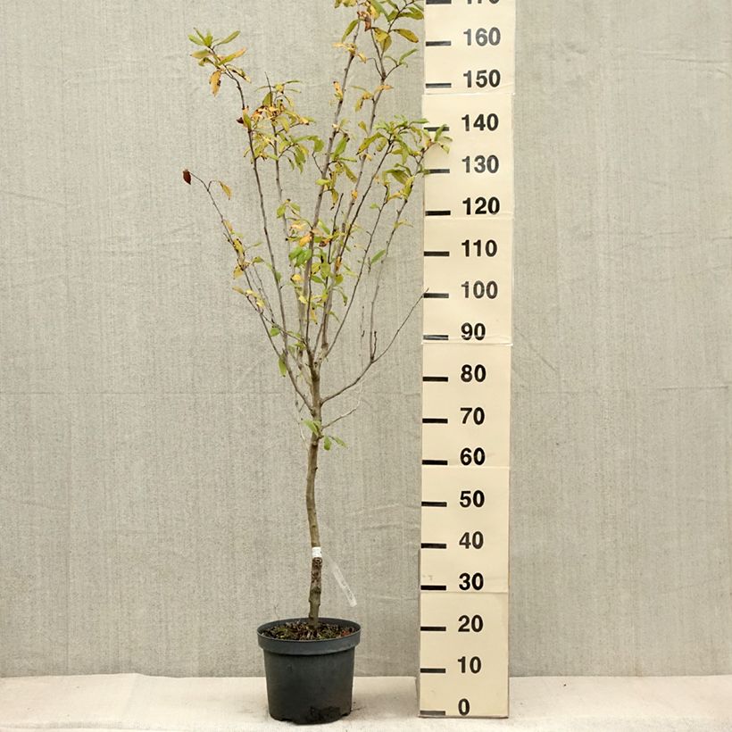 Example of Echte Mispel - Mespilus germanica Topf mit 4L/5L as you get in automne