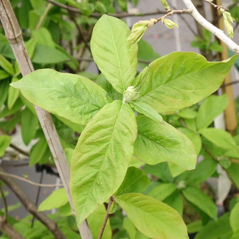Echte Mispel - Mespilus germanica (Foliage)