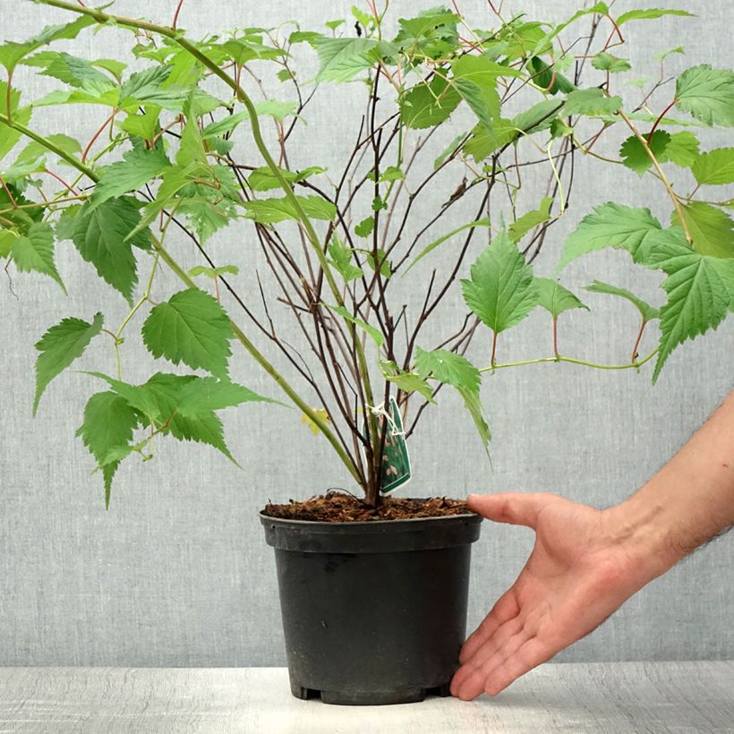 Exemplar von Neillia affinis - Traubenspiere Topf mit 2L/3L wie im Sommer geliefert