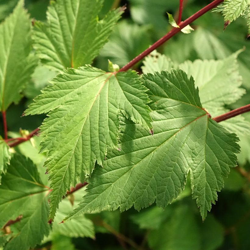 Neillia affinis - Traubenspiere (Foliage)