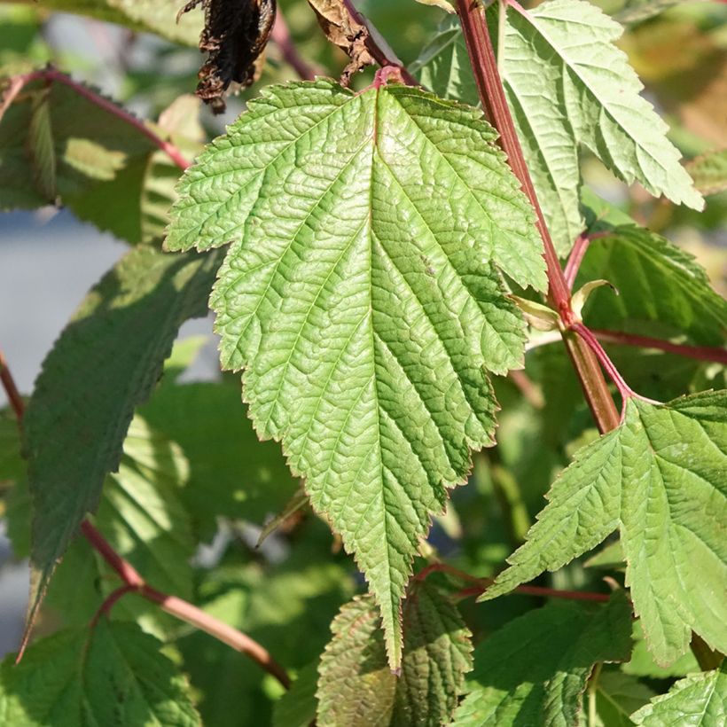 Neillia thibetica - Traubenspiere (Foliage)