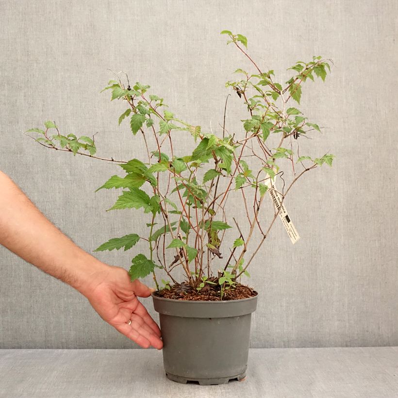 Example of Neillia thibetica - Traubenspiere Topf mit 3L/4L as you get in ete
