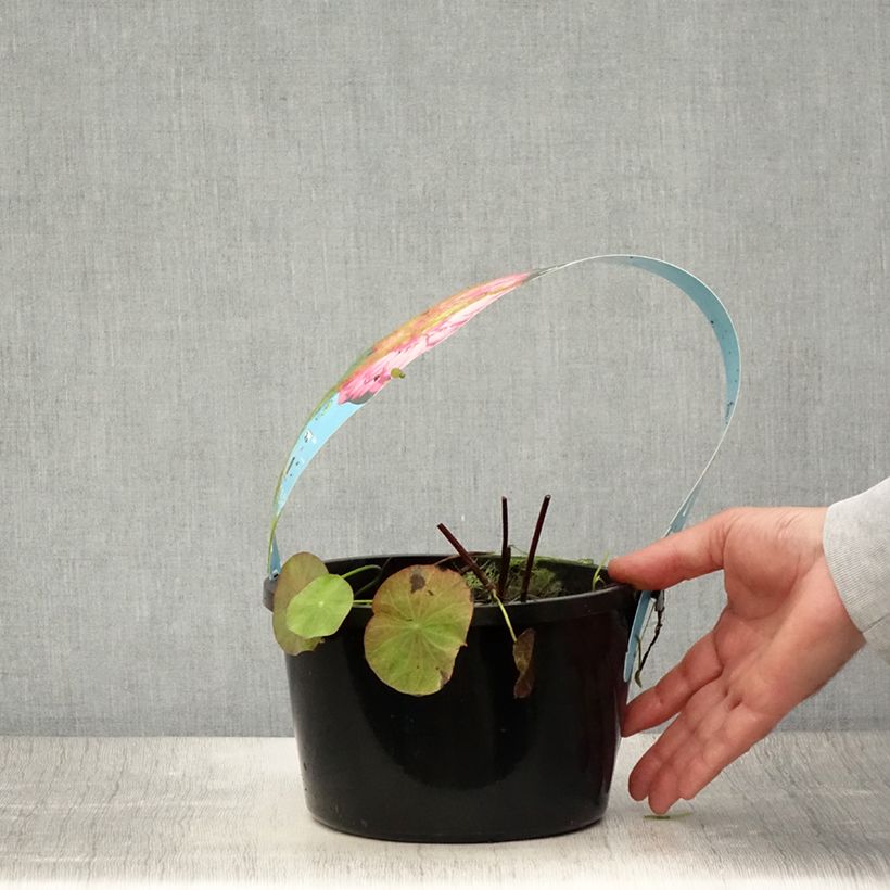 Example of Nelumbo nucifera Rote - Indische Lotosblume Topf mit 3L/4L as you get in ete