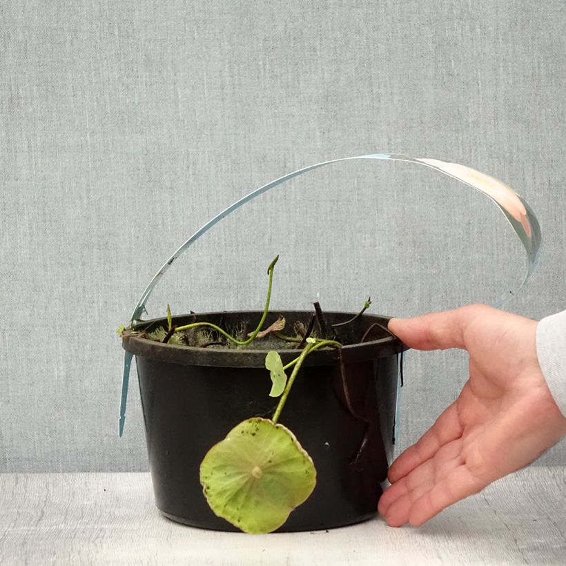 Example of Nelumbo Pygmaea Cream - Indische Lotosblume Topf mit 3L/4L as you get in ete
