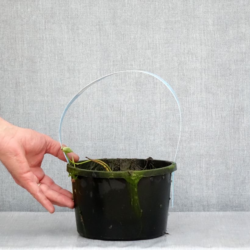 Exemplar von Nelumbo Pygmaea Pink - Indische Lotosblume Topf mit 3L/4L wie im Frühjahr geliefert