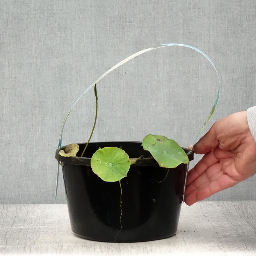 Example of Nelumbo Pygmaea Pink - Indische Lotosblume Topf mit 3L/4L as you get in ete