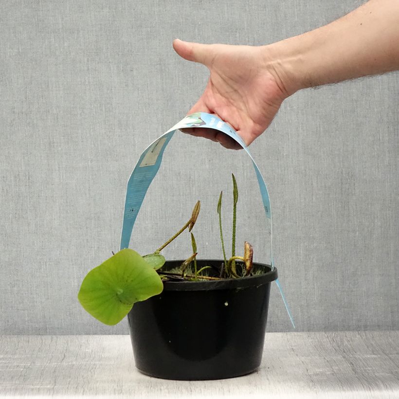 Example of Nelumbo Pygmaea Yellow - Indische Lotosblume Topf mit 3L/4L as you get in ete