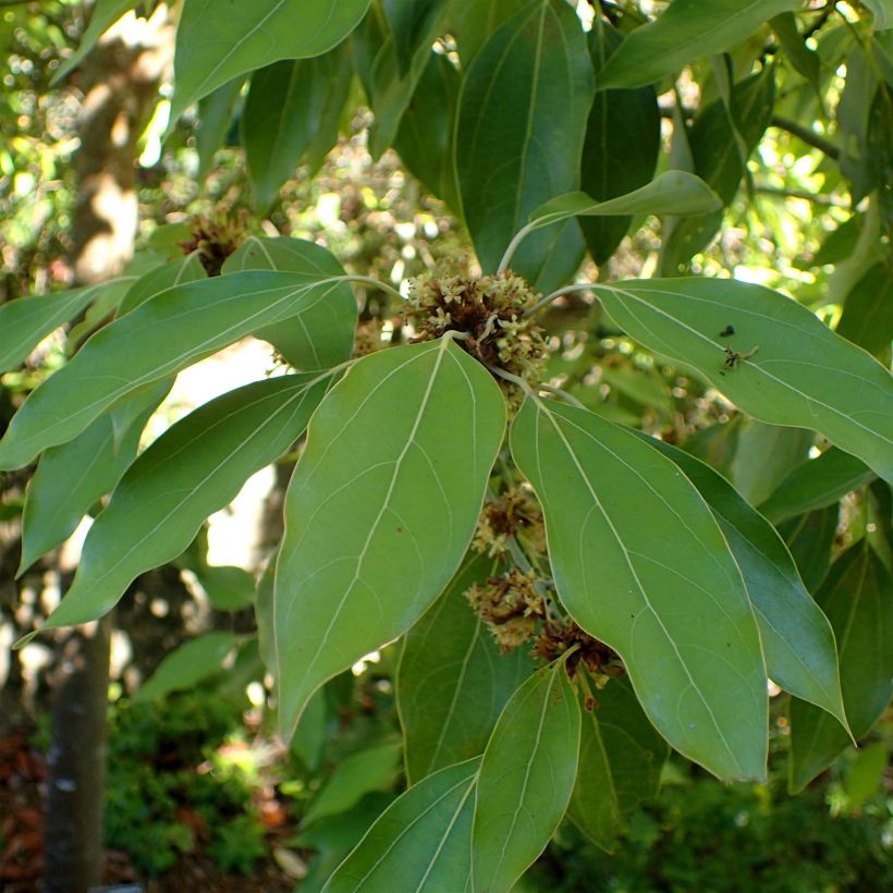 Neolitsea sericea - Neolitseie (Foliage)