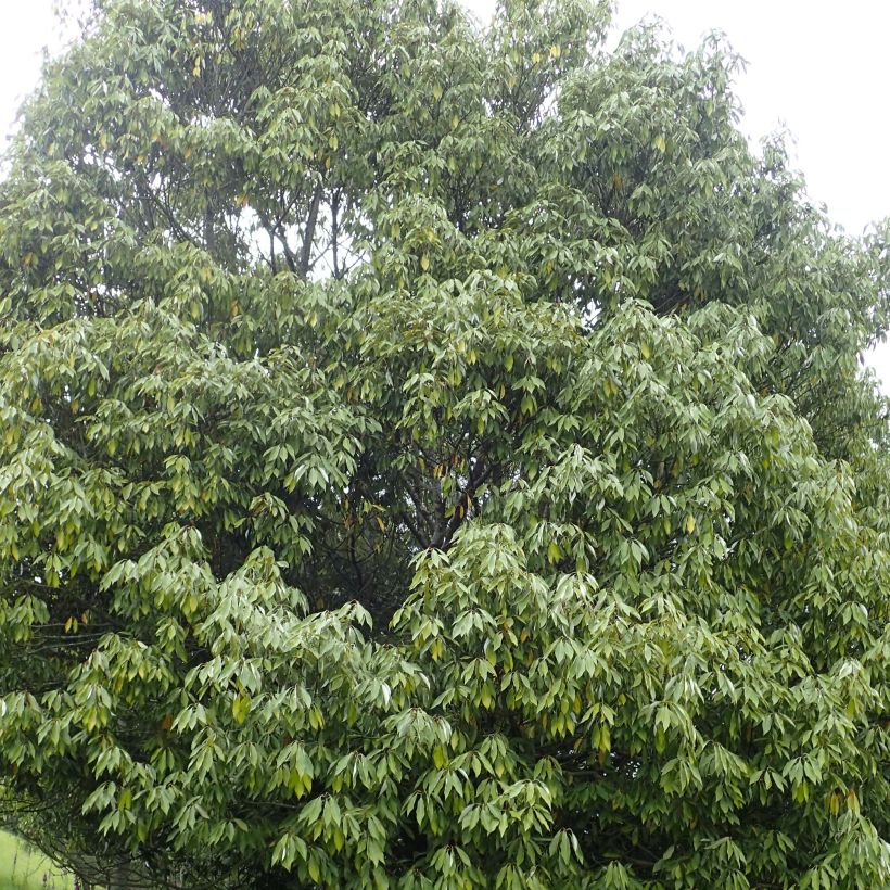 Neolitsea sericea - Neolitseie (Plant habit)