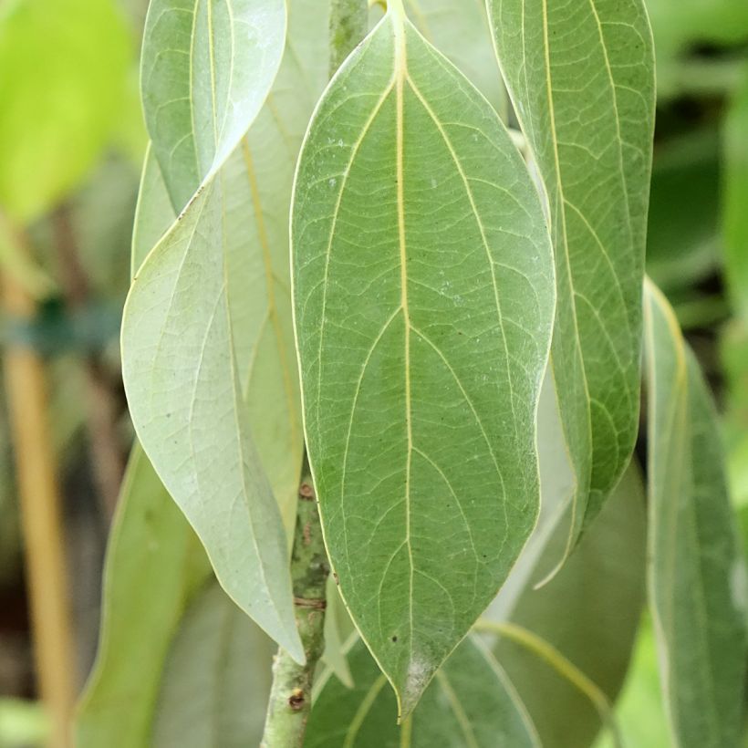 Neolitsea sericea - Neolitseie (Laub)