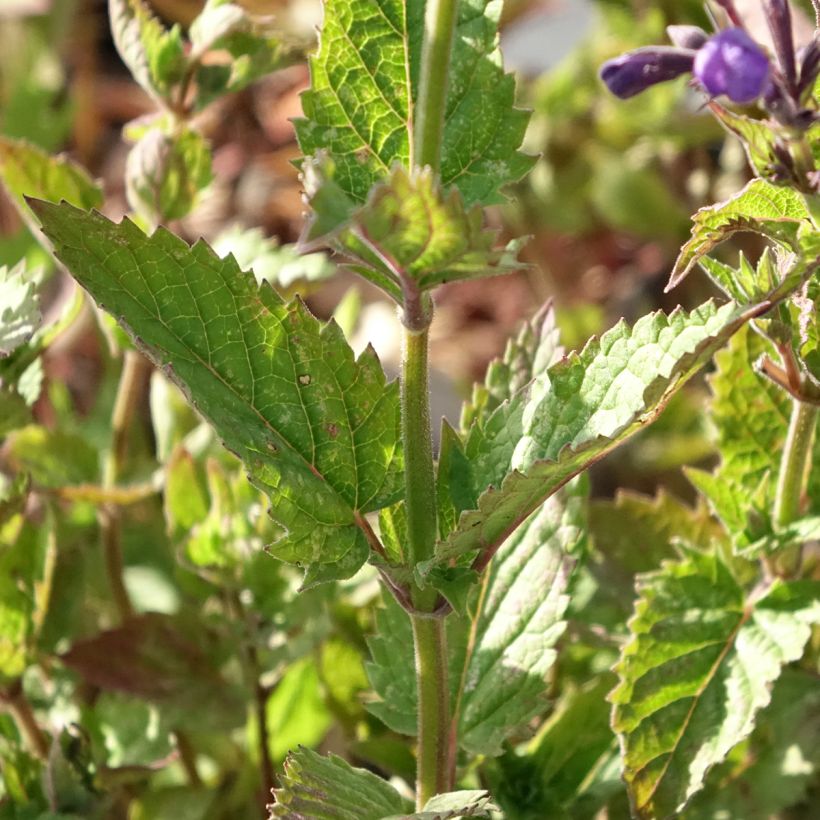 Katzenminze Blue Dragon - Nepeta (Foliage)