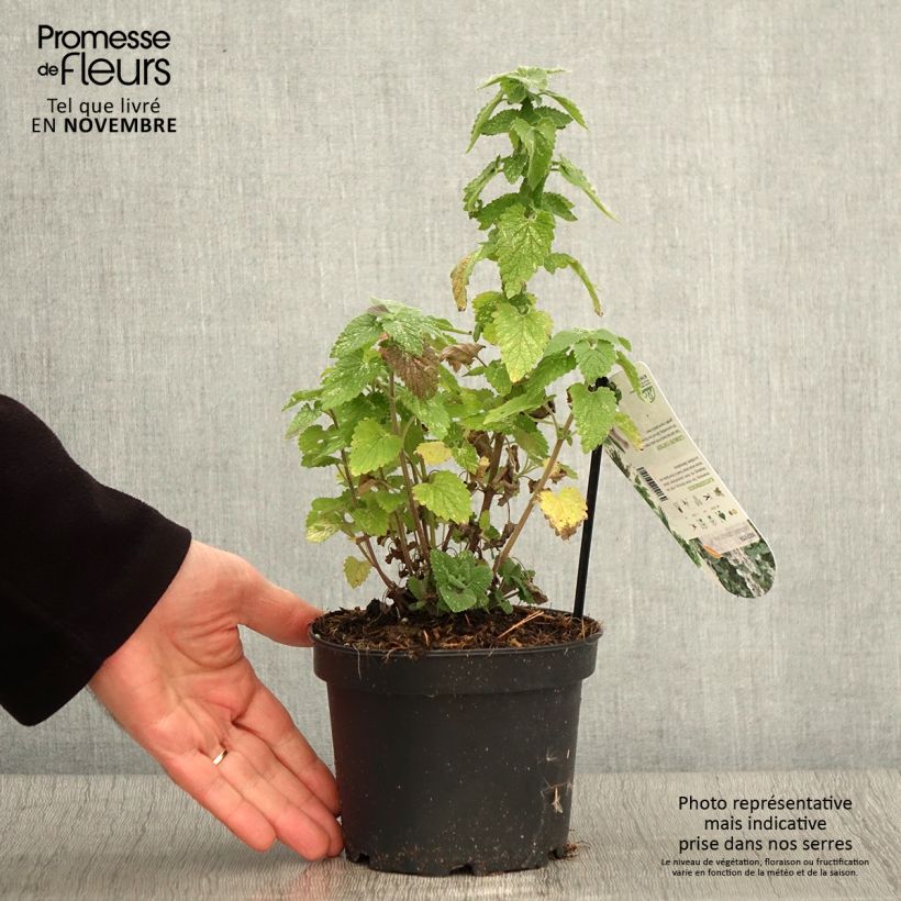 Example of Echte Katzenminze Citriodora - Nepeta cataria Topf mit 1,5L/2L as you get in automne