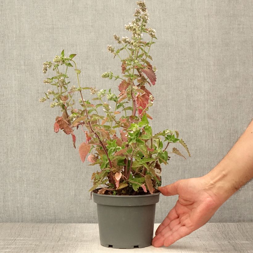 Exemplar von Echte Katzenminze Citriodora - Nepeta cataria Topf mit 1,5L/2L wie im Sommer geliefert