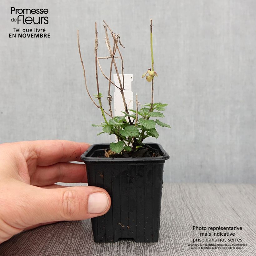 Example of Katzenminze Cat's Meow - Nepeta faassenii Kleine Töpfe von 8/9 cm as you get in automne