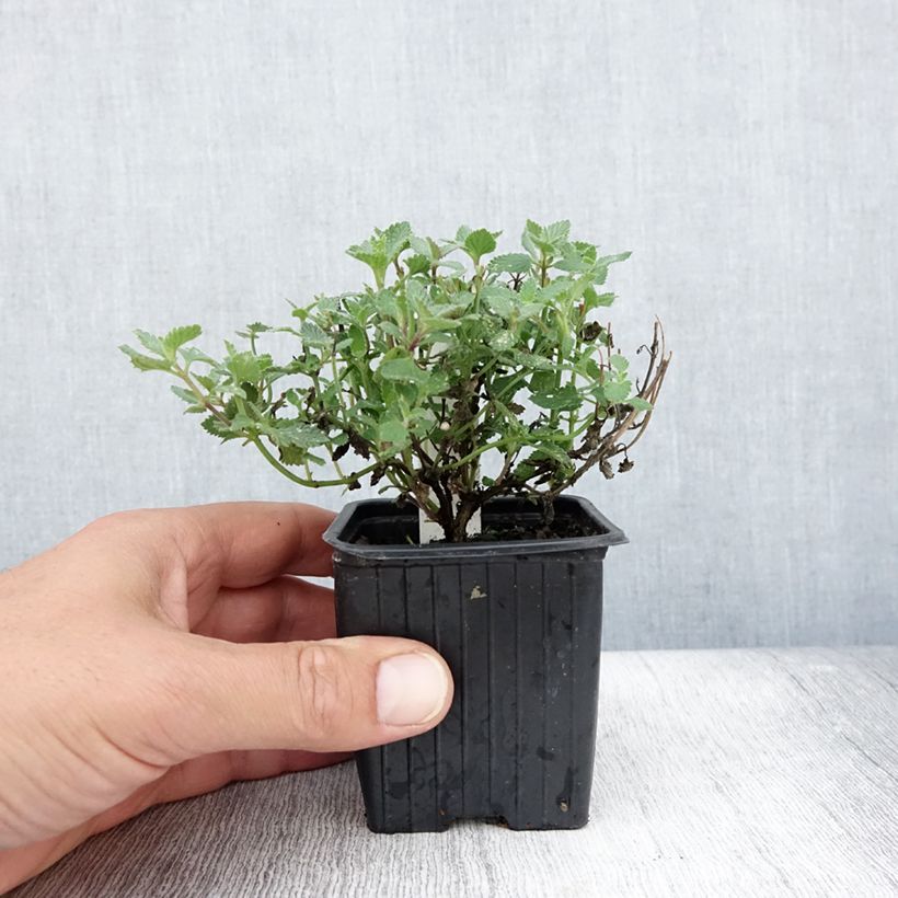 Exemplar von Katzenminze Cat's Meow - Nepeta faassenii Kleine Töpfe von 8/9 cm wie im Sommer geliefert