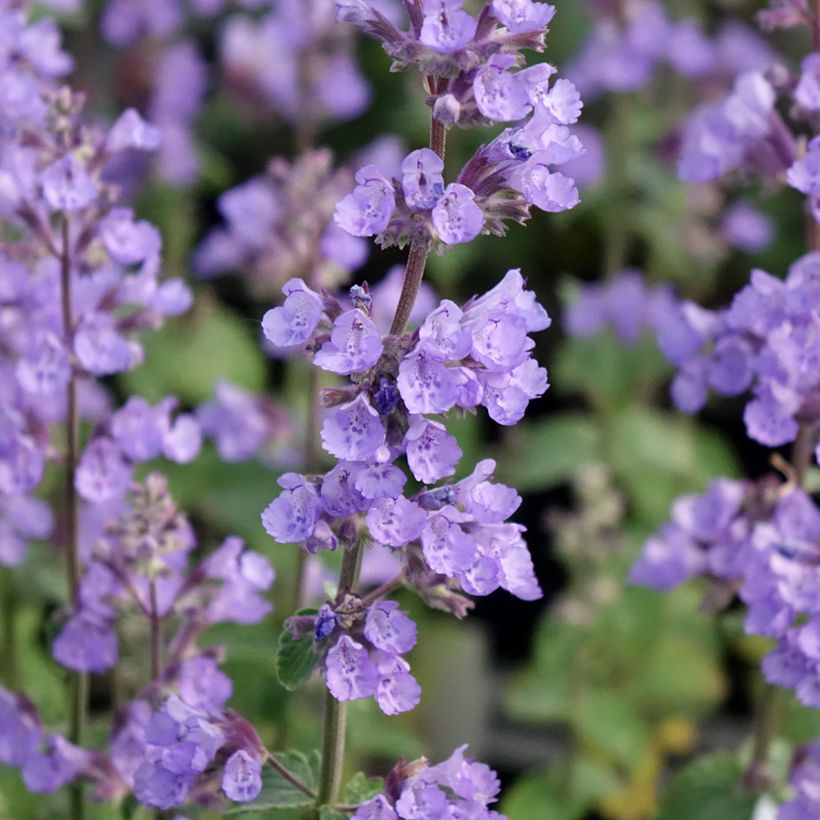 Katzenminze Cat's Pajamas - Nepeta faassenii (Flowering)